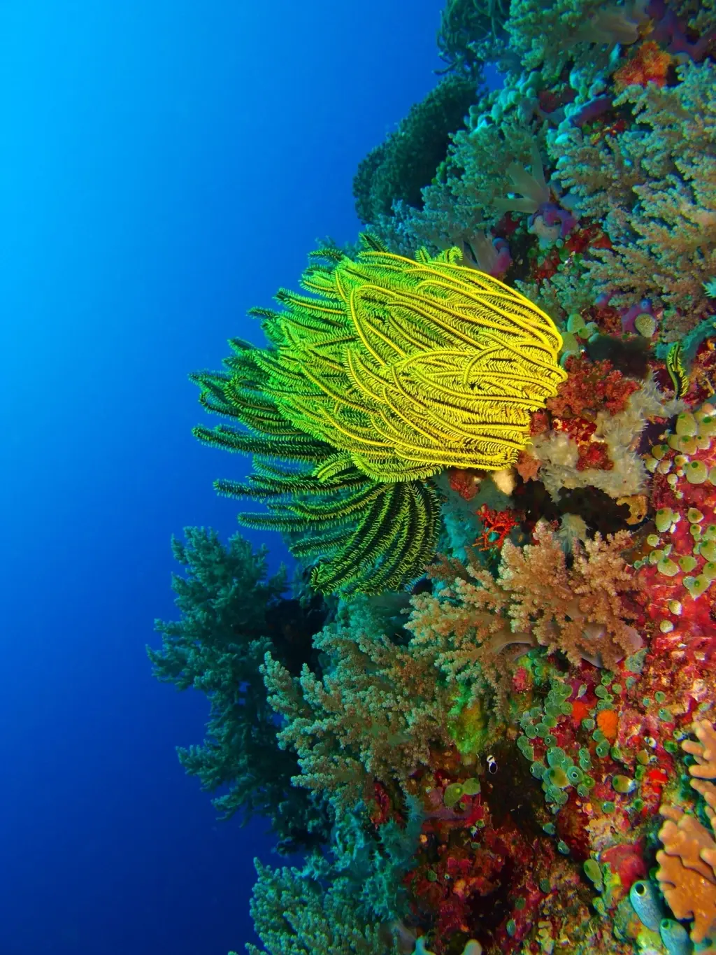 Coral reef in Bunaken National Marine Park, Indonesia