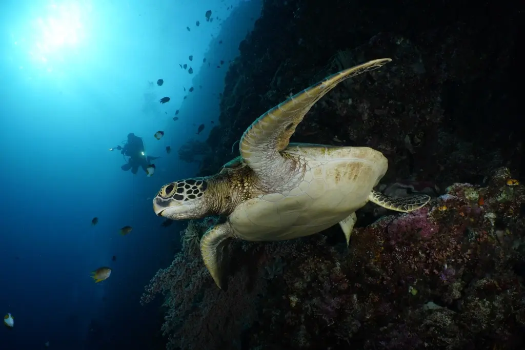Turtle in Bunaken National Marine Park, Indonesia