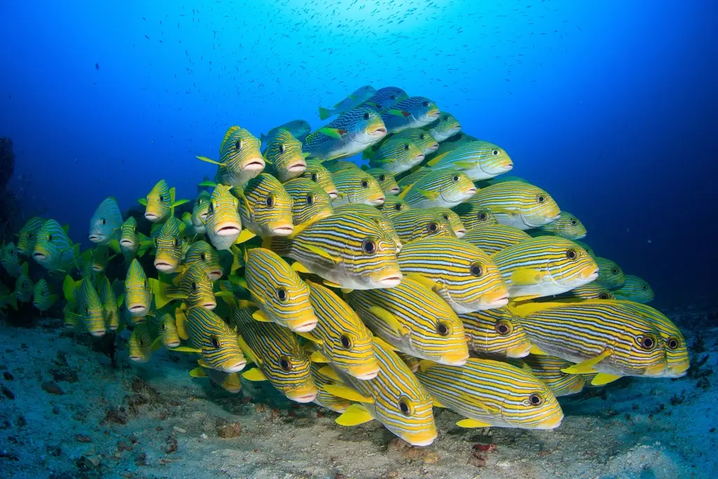 Schooling sweetlip fish at Cape Kri dive site in Indonesia