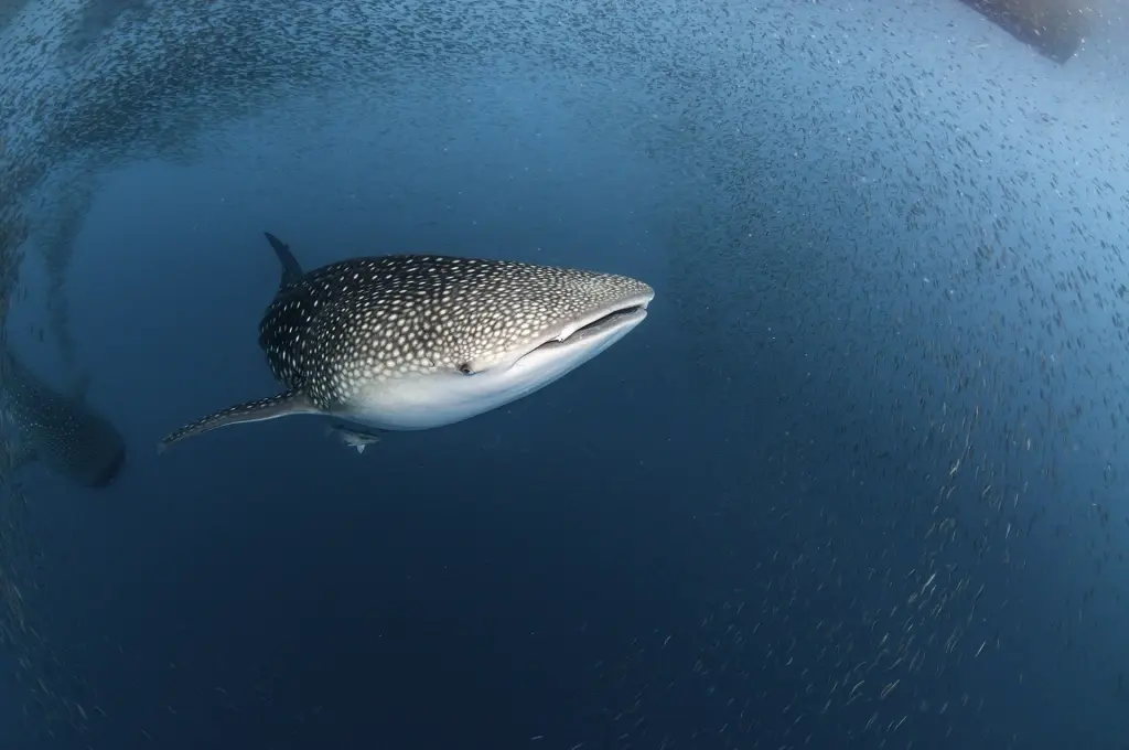 Whale shark in Cenderawasih Bay, Indonesia