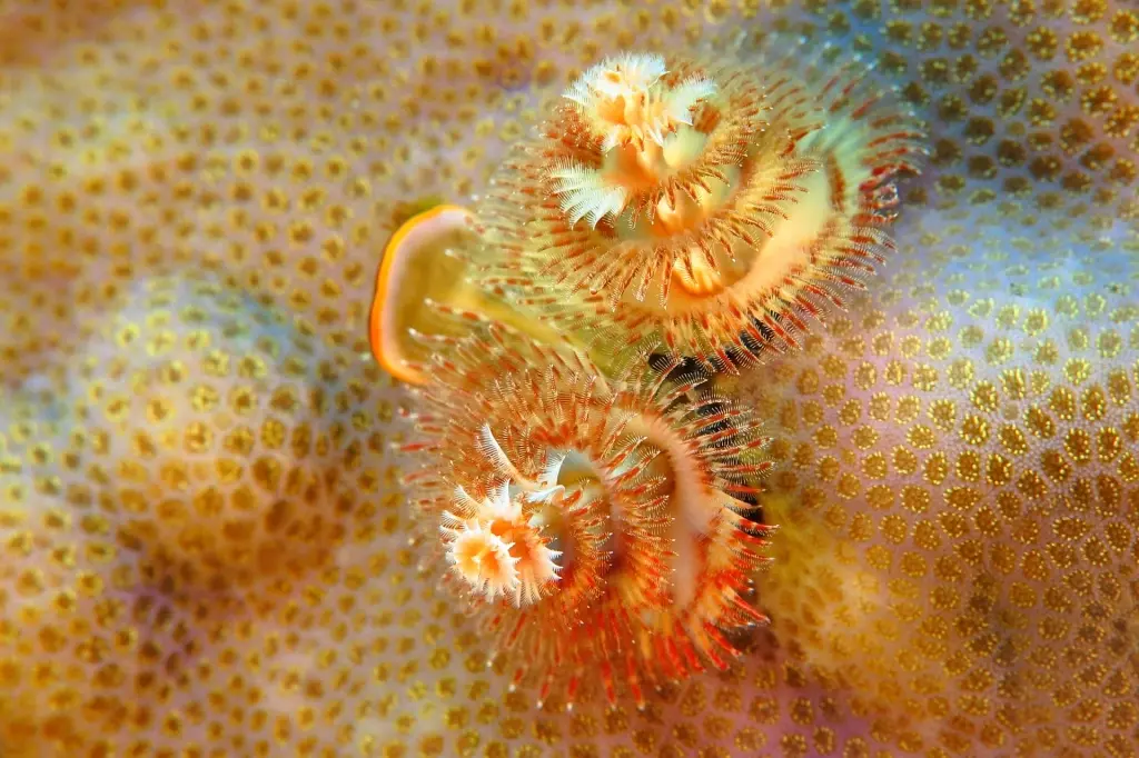 Christmas tree worm in Indonesia