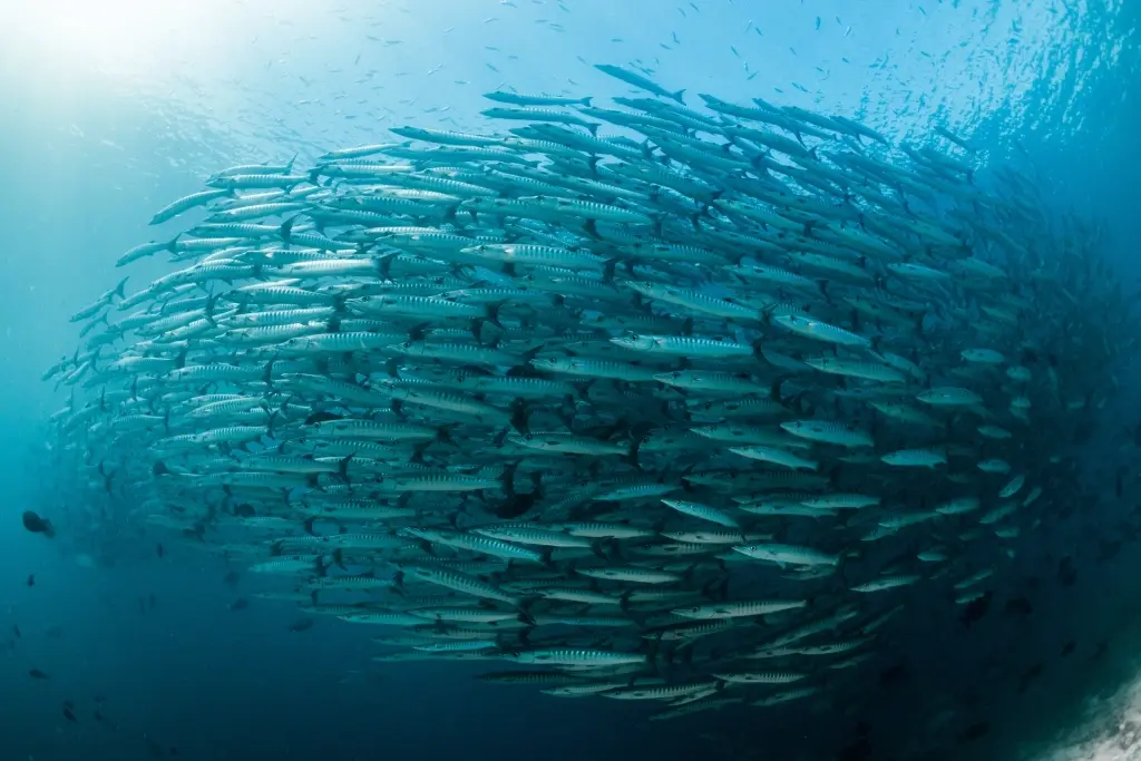 Blackfin barracuda in Kalimantan, Indonesia