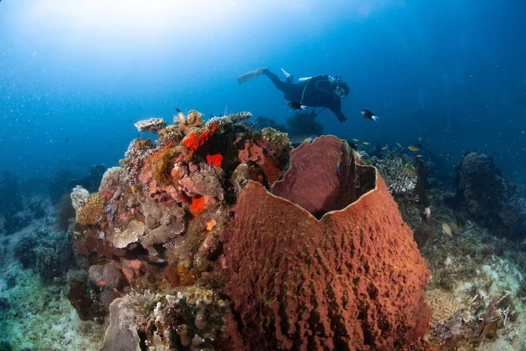 Coral reef & diver in Indonesia