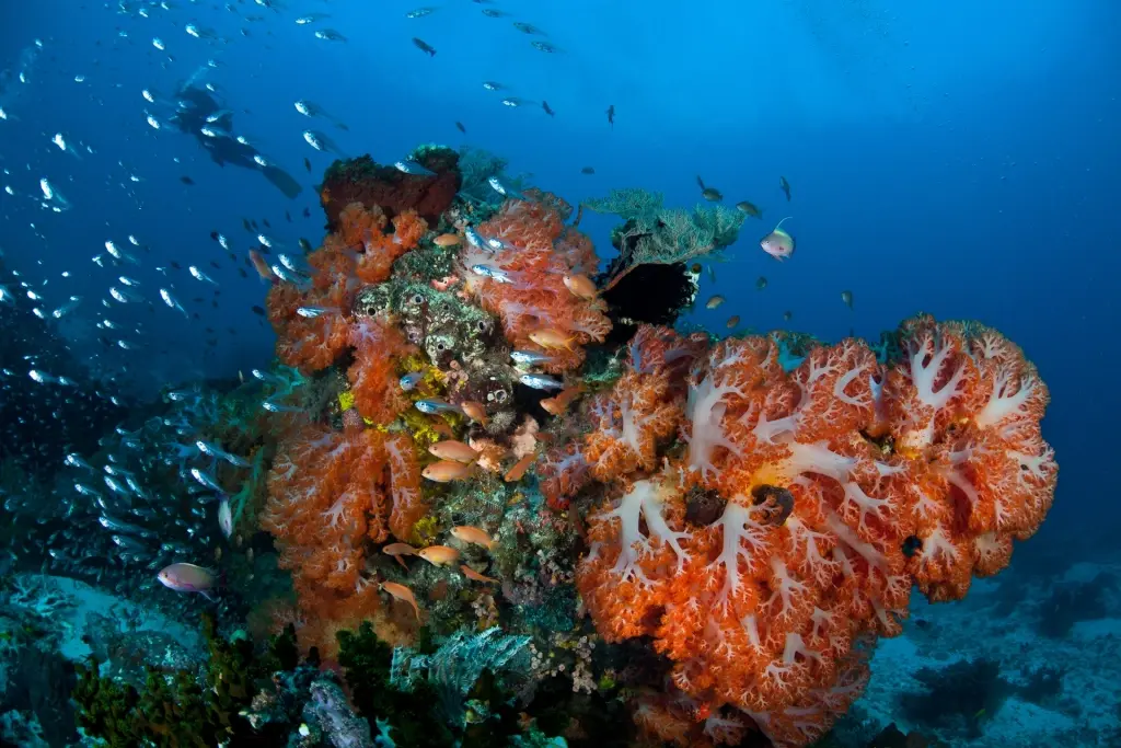 Soft coral reef in Komodo National Park, Indonesia