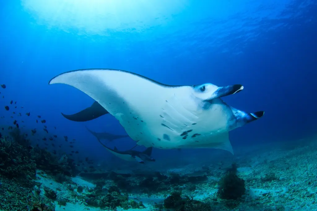 Manta ray in Komodo National Park, Indonesia