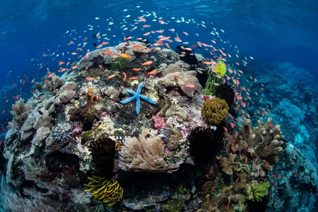 Coral reef scene & sea star in Lembata, Indonesia