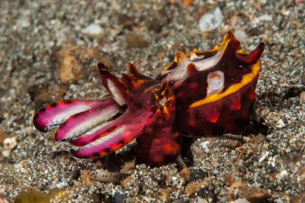 Flamboyant cuttlefish in Lembeh Strait, Indonesia