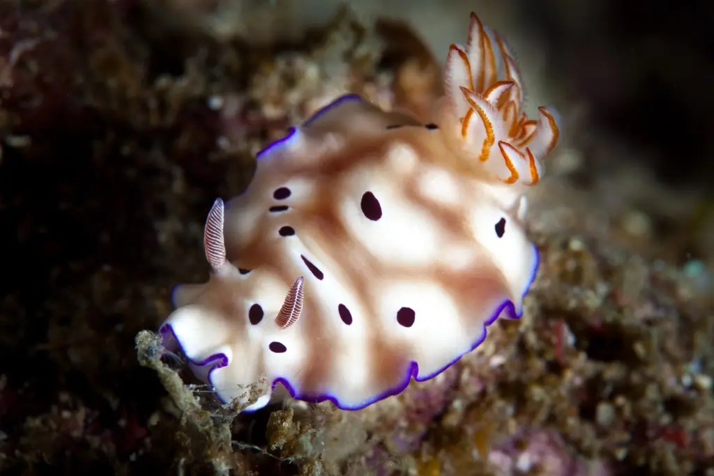 Nudibranch in Indonesia