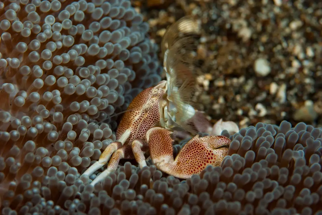 Porcelain crab in Indonesia