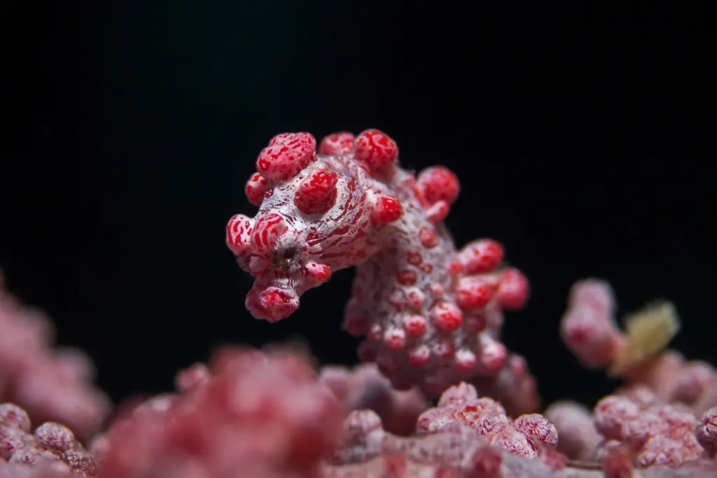 Pygmy seahorse in Indonesia