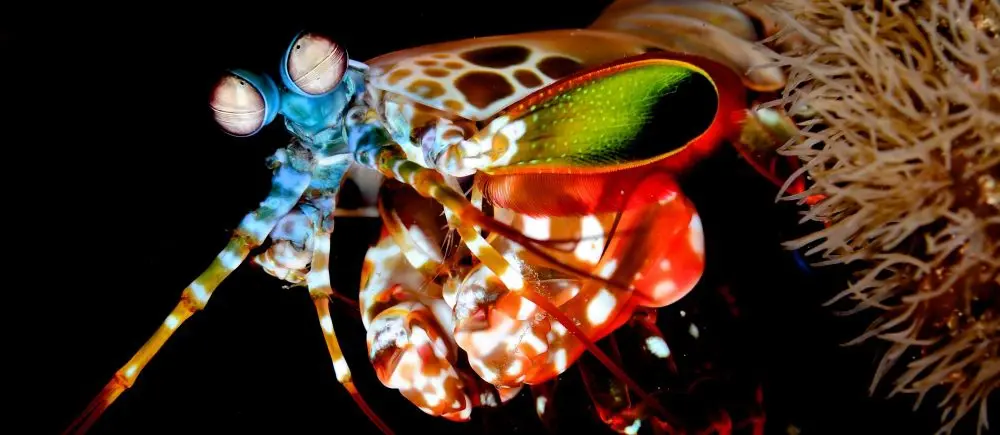 Mantis shrimp in Siladen, Indonesia