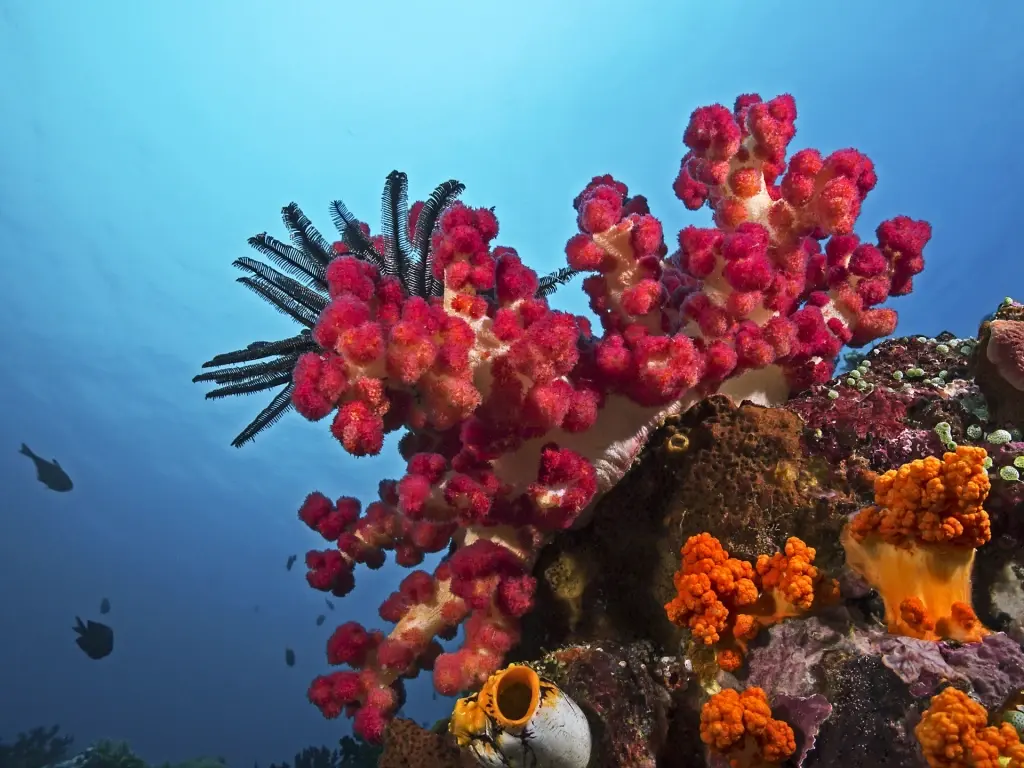 Soft coral reef in Indonesia