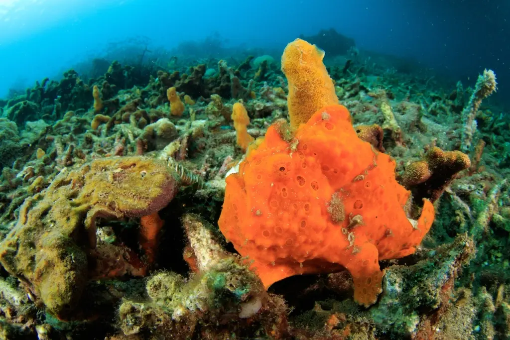 Frogfish in Lembeh Strait, Indonesia