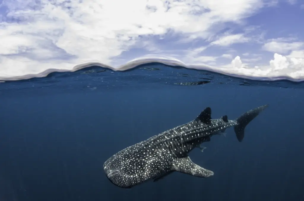 Whale shark in Indonesia