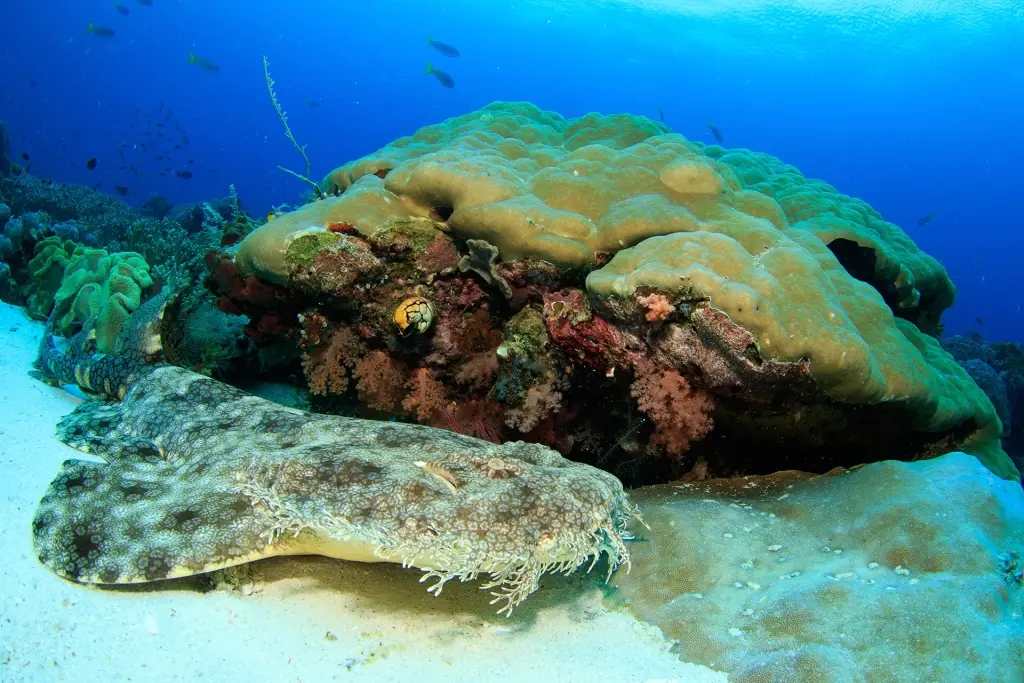 Wobbegong shark in Indonesia