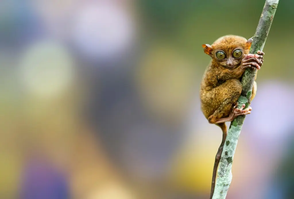 Tarsier in Bohol, the Philippines