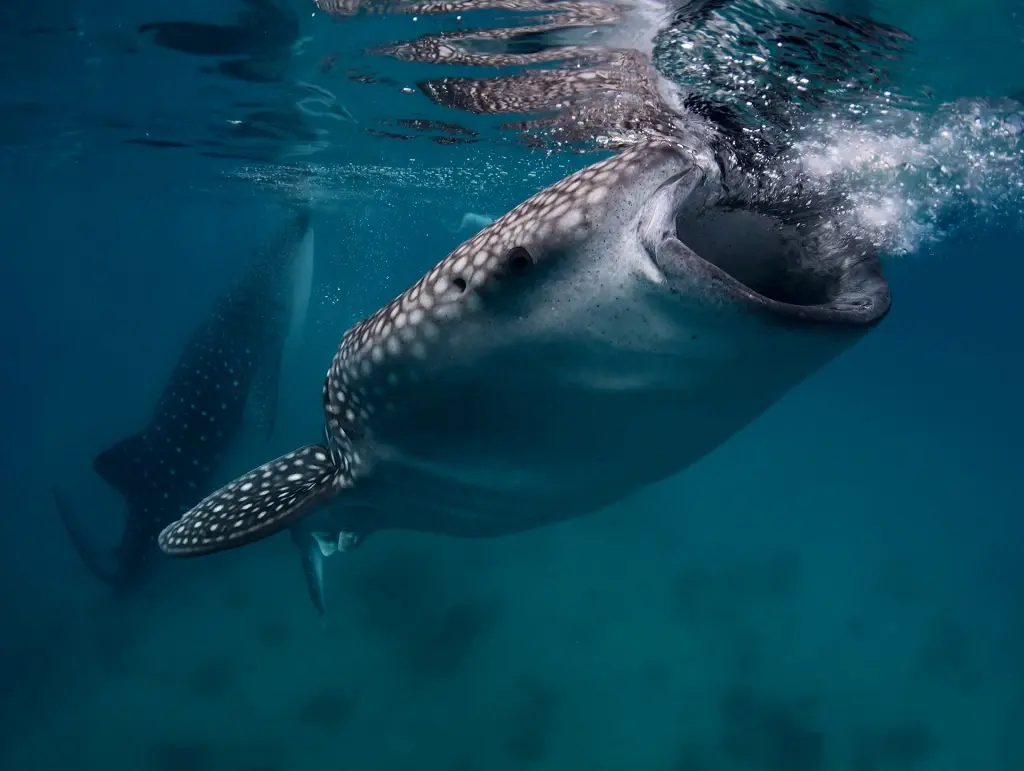 Whale shark in Cebu, the Philippines