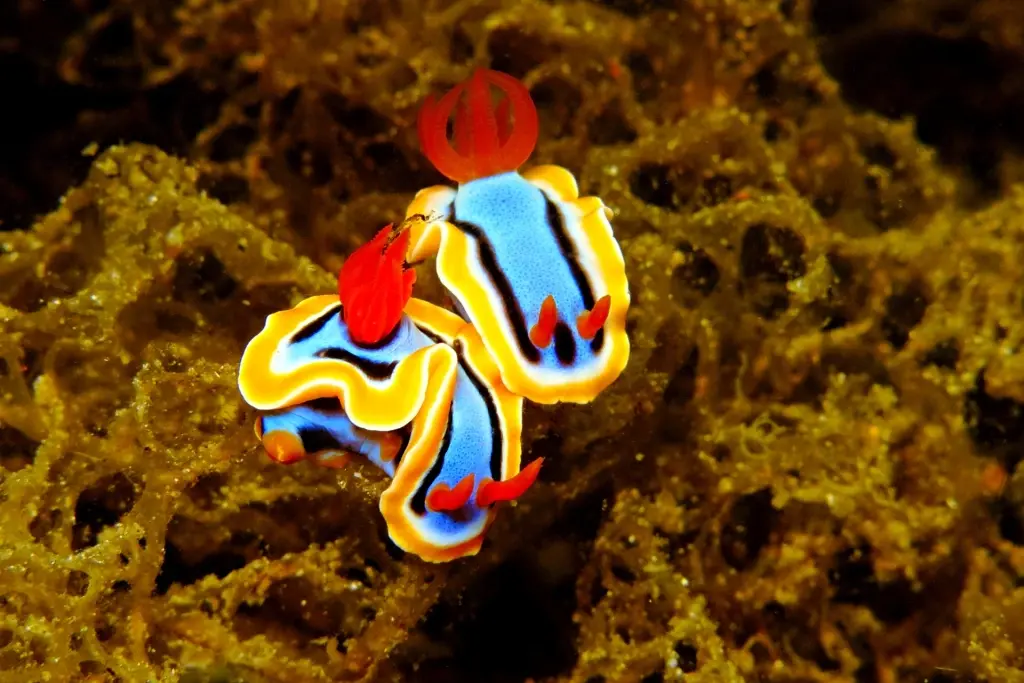 Nudibranch in Dumaguete, the Philippines
