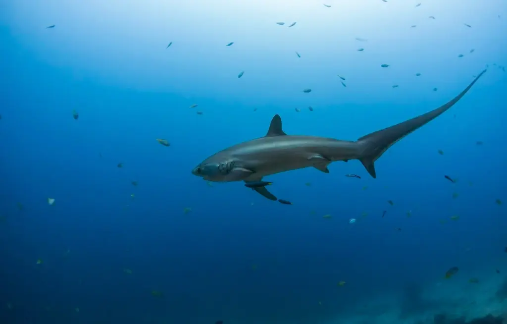 Thresher shark in Malapascua, the Philippines