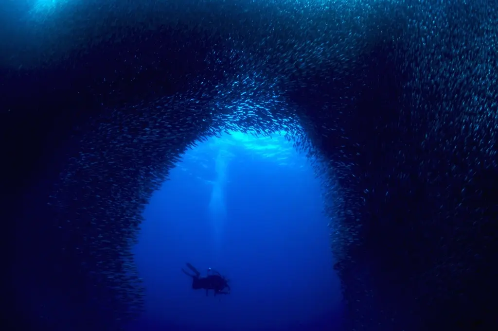 Sardine baitball in Moalboal, the Philippines