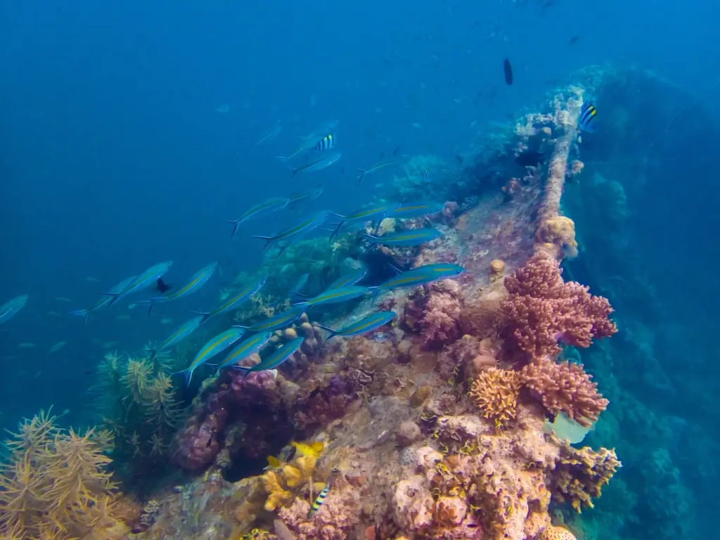 Shipwreck & fish in Coron, the Philippines