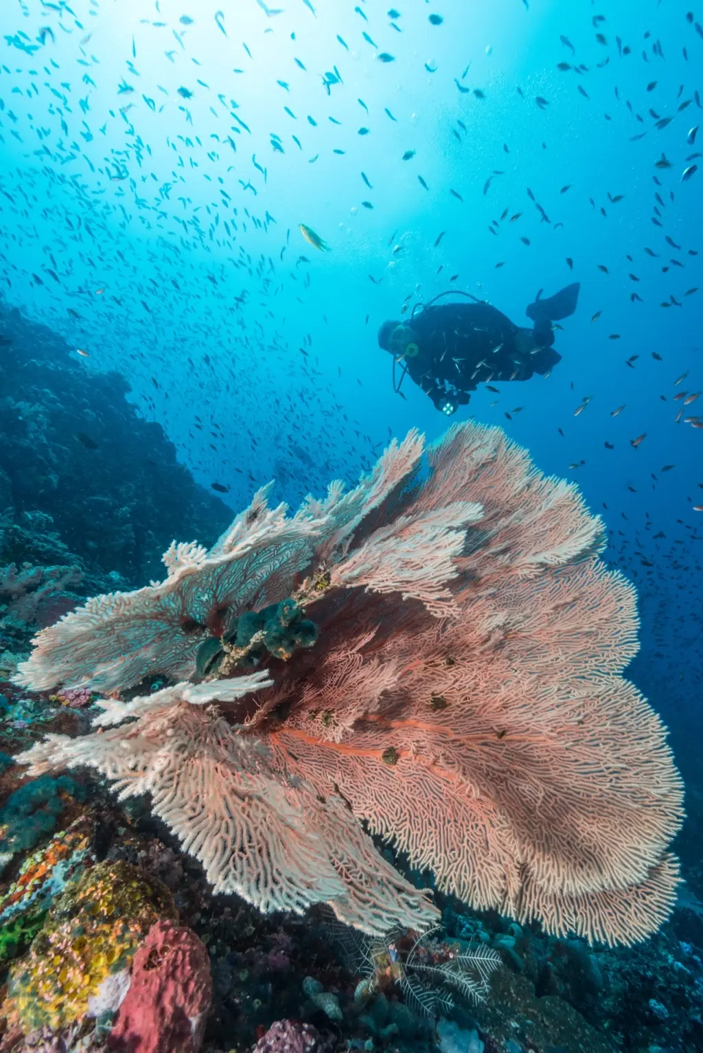 Coral reef & diver in Puerto Galera, the Philippines