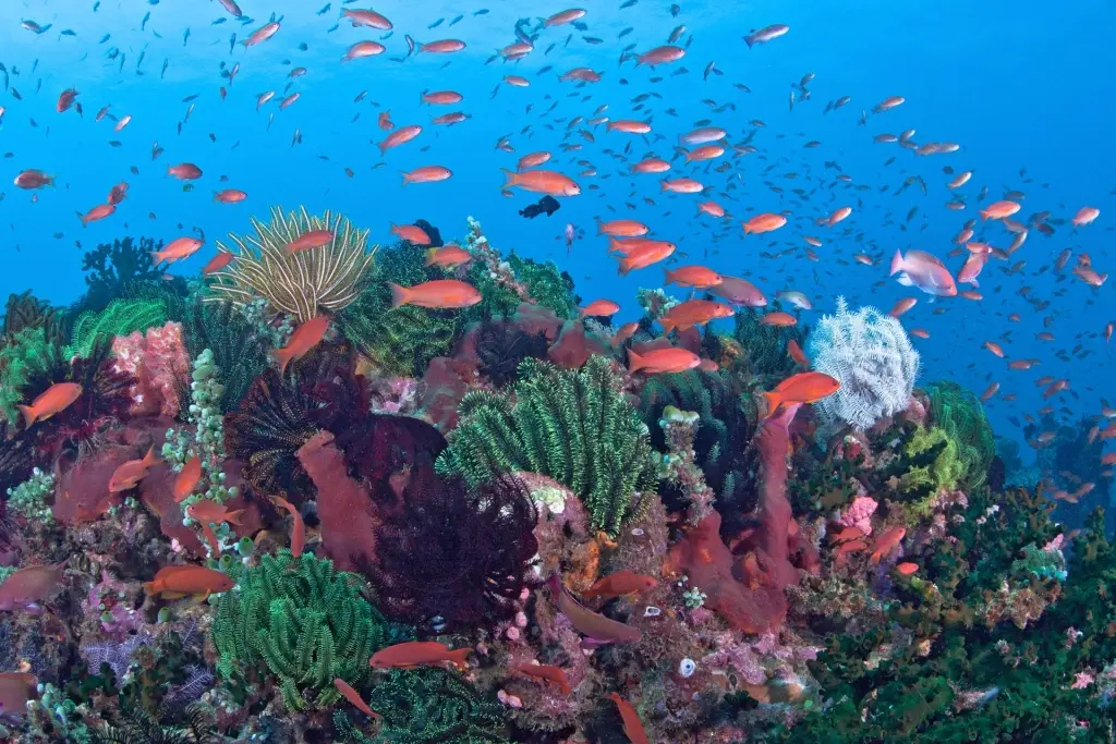 Coral reef in Puerto Galera, the Philippines