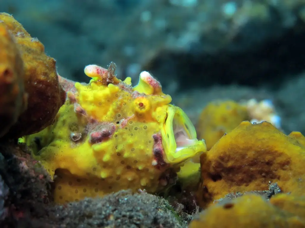 Warty frogfish in the Philippines
