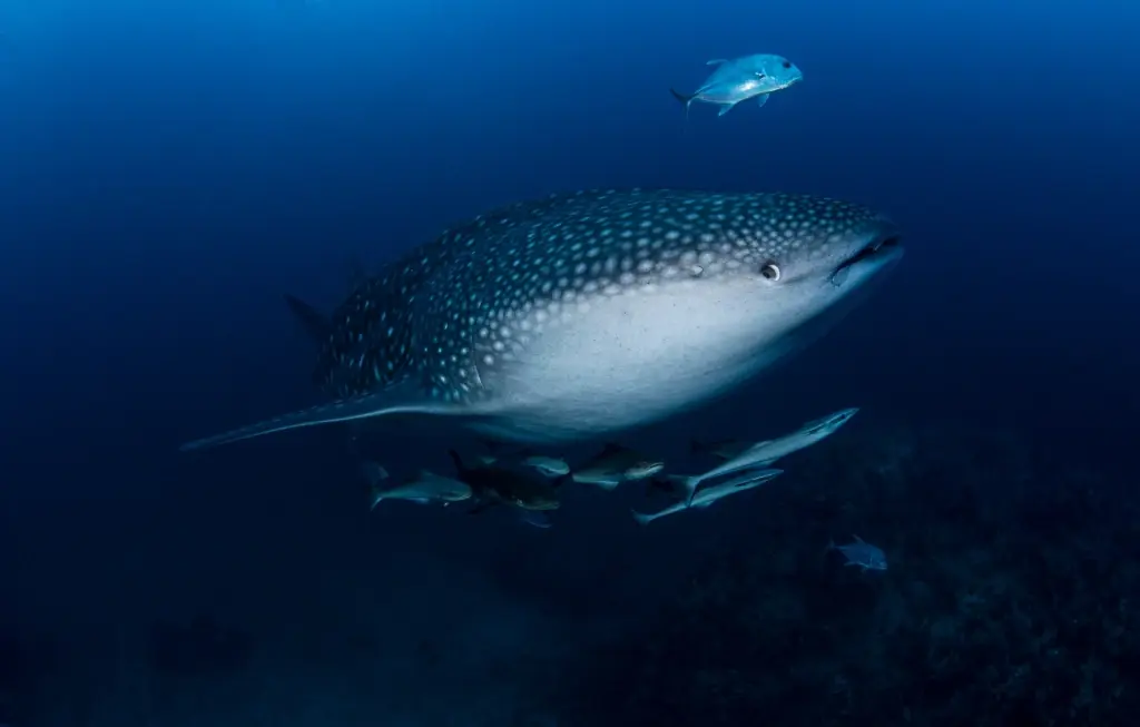 Whale shark in Thailand at the Richlieu Rock dive site