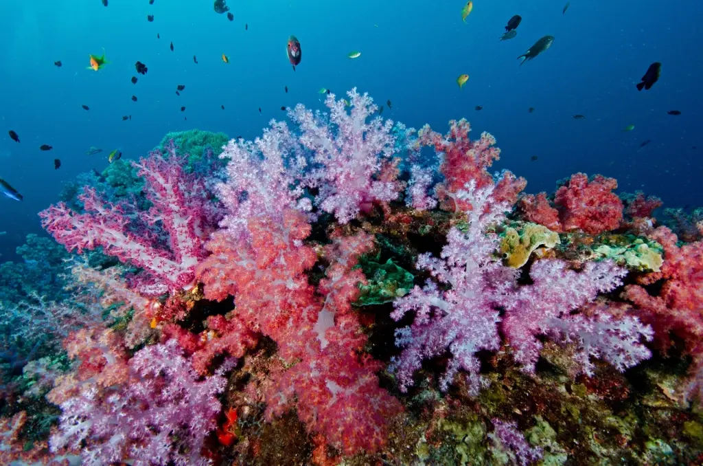 Coral reef in the Similan Islands, Thailand