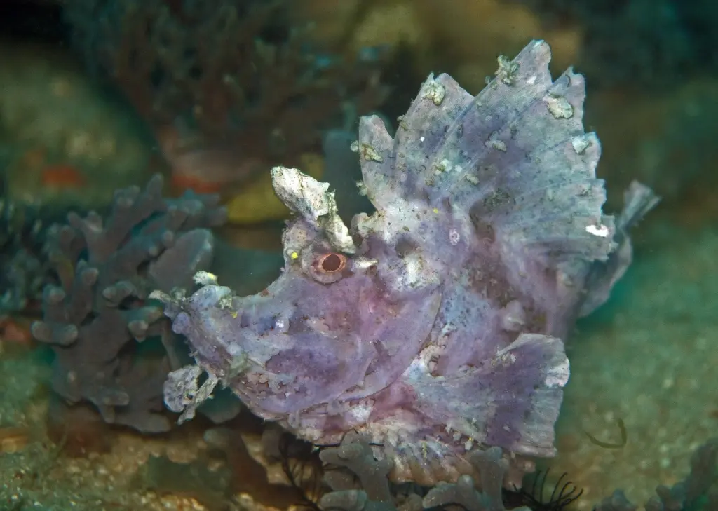 Eschemey's scorpionfish in Indonesia