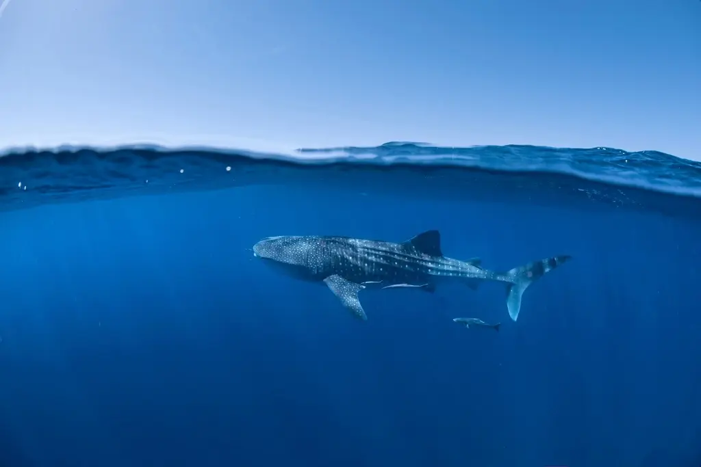 Whale shark in Ningaloo Reef, Australia