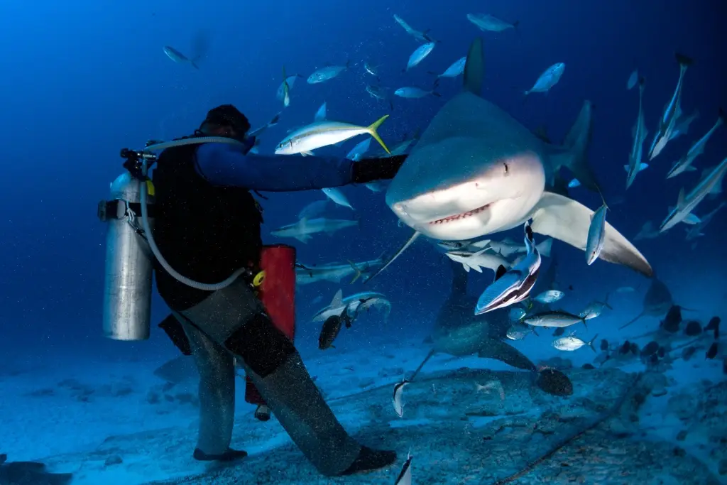 Bull shark & diver in the Bahamas