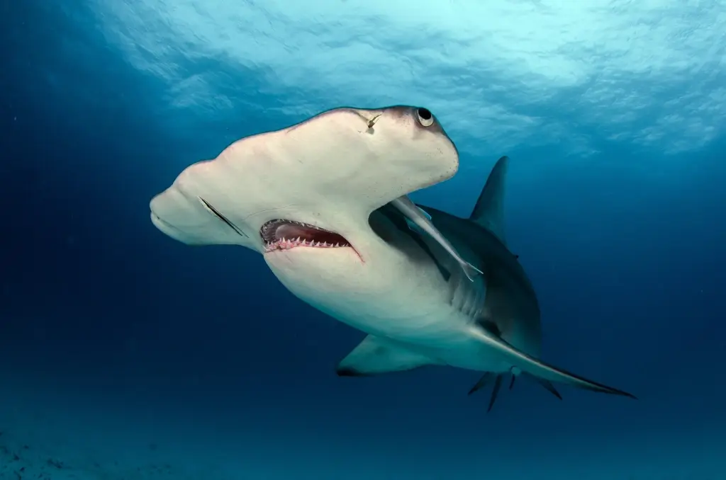 Great hammerhead shark in the Bahamas