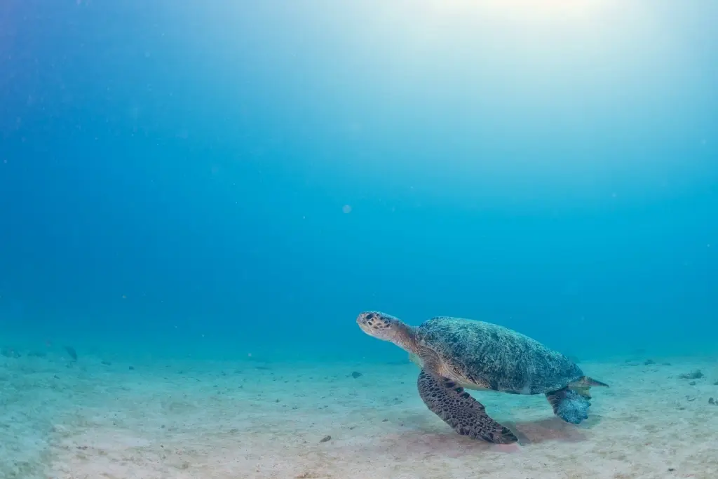 Green sea turtle underwater
