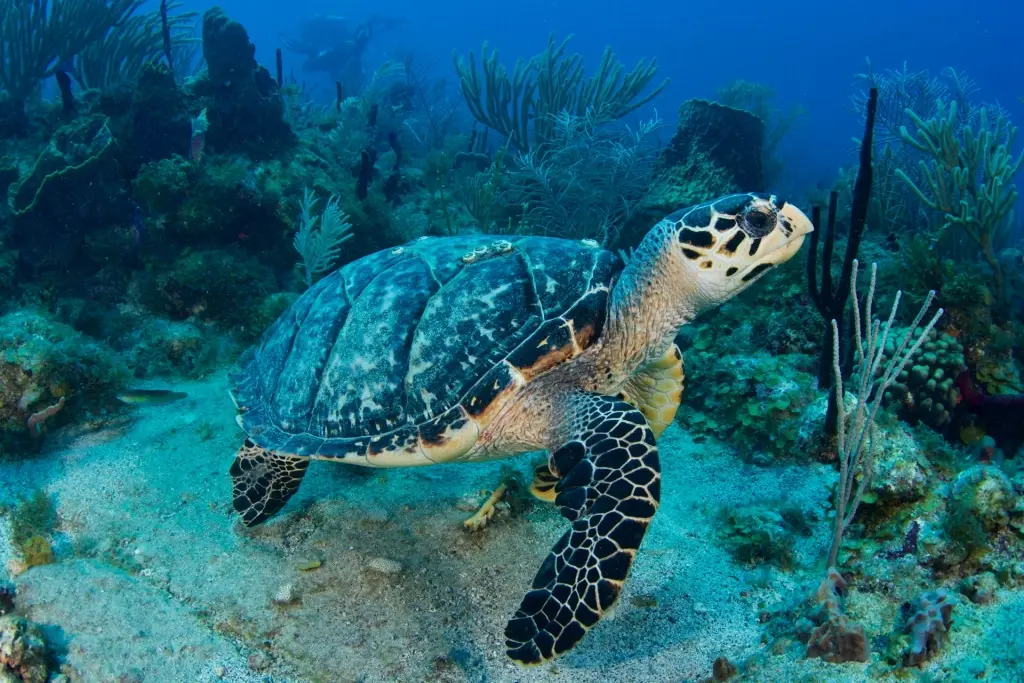 Turtle in St Eustatius, Caribbean