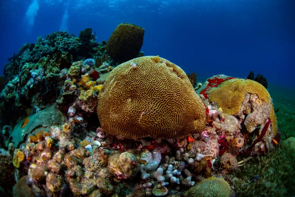 Brain coral in St Lucia, the Caribbean