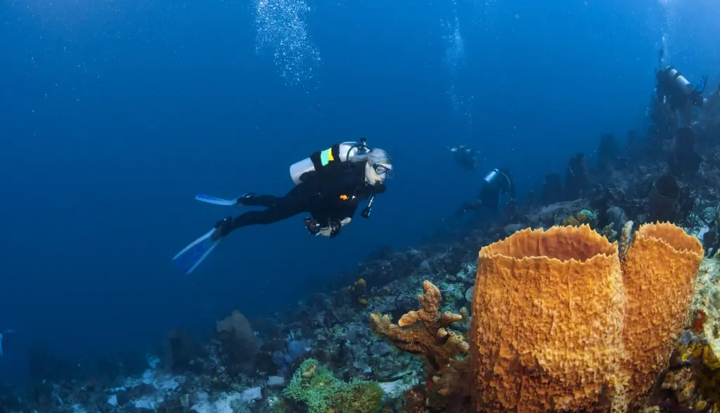 Diver & orange sponges in St Lucia, the Caribbean