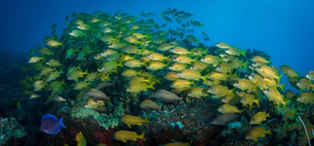 Snappers in St Maarten, the Caribbean