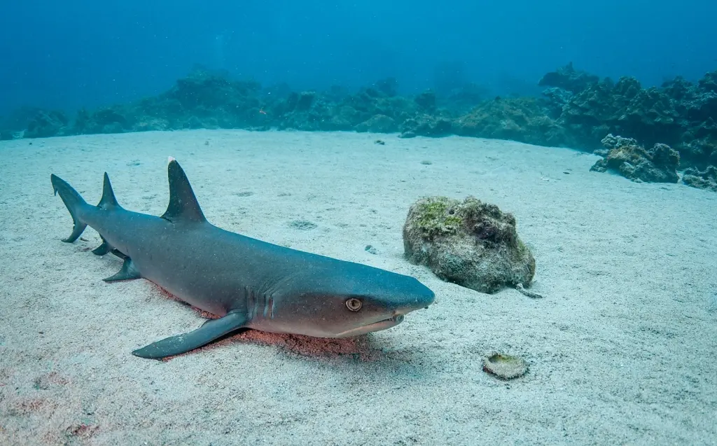 White-tip shark in Cocos Island, Costa Rica