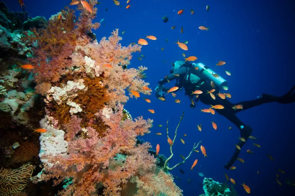 Diver & coral reef in Egypt, the Red Sea