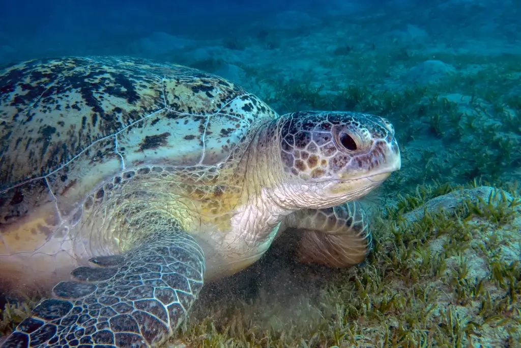 Green turtle in Egypt, the Red Sea