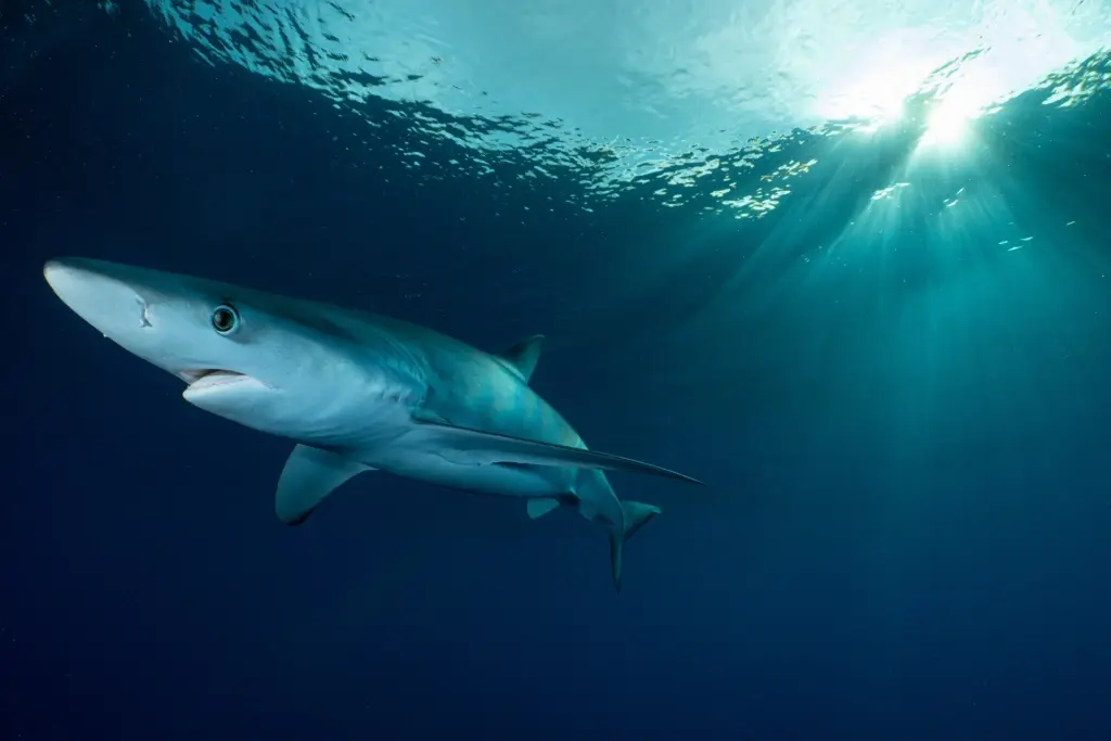 Blue shark in the Azores