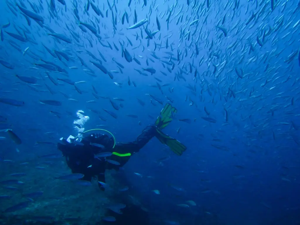 Diver with a shoal of fish in the Azores