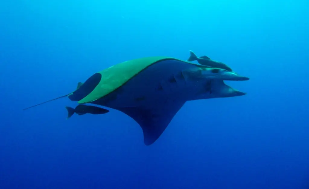Mobula ray in the Azores