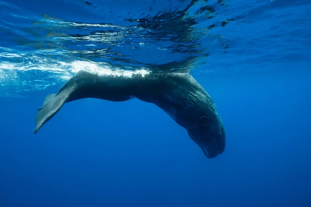 Sperm whale swimming & diving underwater in the Azores