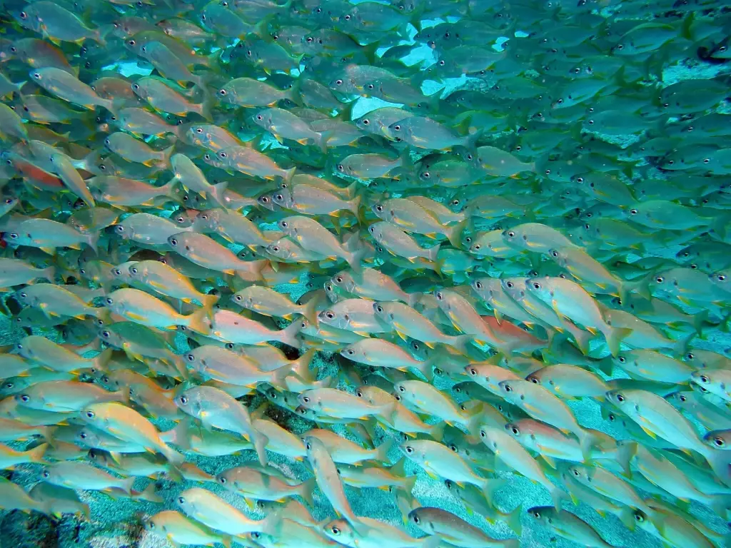 Bastard grunt shoal in Lanzarote, the Canary Islands
