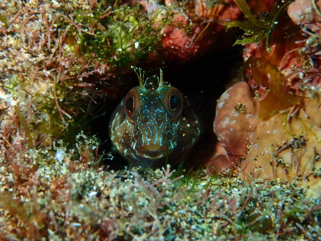 Ringneck blenny in Lanzarote, the Canary Islands