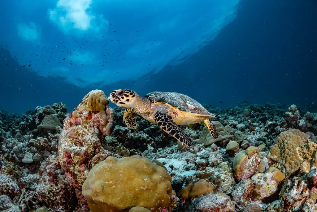 Hawksbill turtle on the house reef at Le Meridien Resort in the Maldives