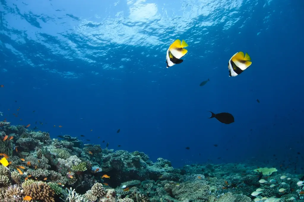 Banner fish in the Maldives